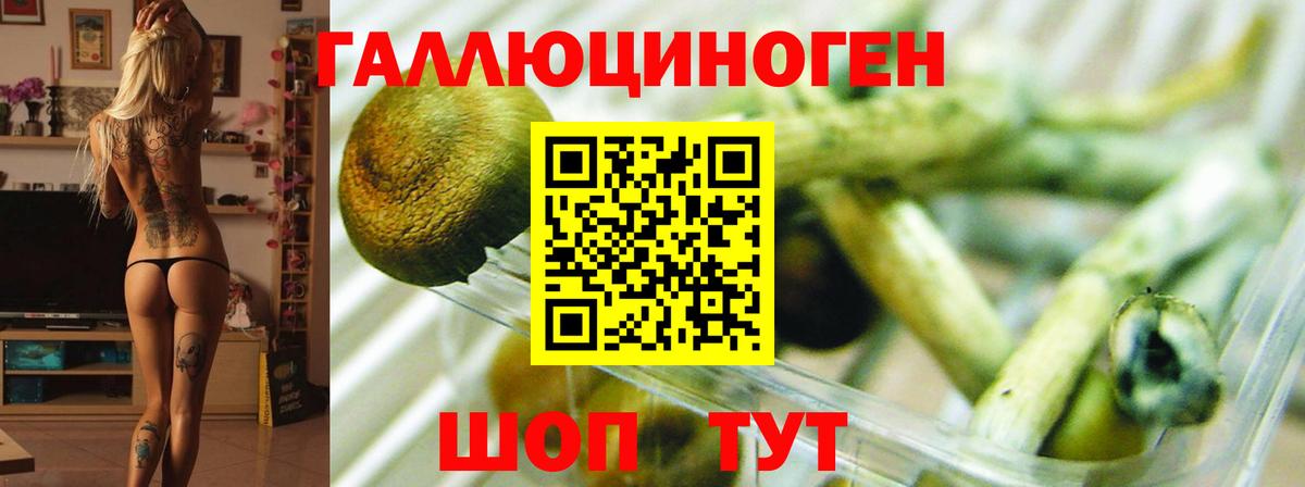 Череповец  Псилоцибиновые грибы Cubensis  Вход с VPN 